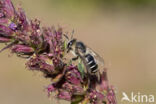 Kattenstaartdikpoot (Melitta nigricans)