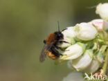 Vosje (Andrena fulva)