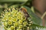 Colletes hederae