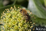 Colletes hederae