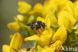 Kleine harsbij (Anthidium strigatum)