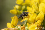 Kleine harsbij (Anthidium strigatum)