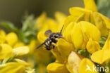 Kleine harsbij (Anthidium strigatum)