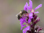 Kattenstaartdikpoot (Melitta nigricans)