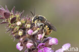 Grote wolbij (Anthidium manicatum)