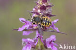 Grote wolbij (Anthidium manicatum)