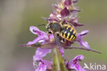 Grote wolbij (Anthidium manicatum)