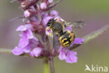 Grote wolbij (Anthidium manicatum)