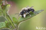 Grote bladsnijder (Megachile willughbiella)