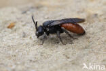 Grote Bloedbij (Sphecodes albilabris)