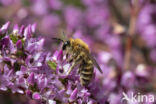 Heidezandbij (Andrena fuscipes)