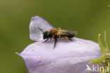 Tweekleurige zandbij (Andrena bicolor)