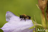 Tweekleurige zandbij (Andrena bicolor)