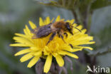 Viltvlekzandbij (Andrena nitida)