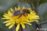 Viltvlekzandbij (Andrena nitida)