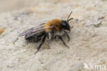 Viltvlekzandbij (Andrena nitida)