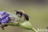 Tweekleurige zandbij (Andrena bicolor)