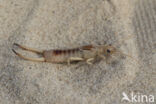 Striped Earwig (Labidura riparia)