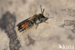 Girdled Mining Bee (Andrena labiata)