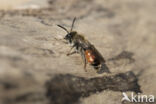 Heidezandbij (Andrena fuscipes)