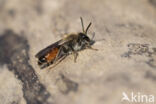 Ereprijszandbij (Andrena labiata)