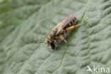 Bremzandbij (Andrena ovatula)