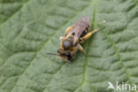 Bremzandbij (Andrena ovatula)