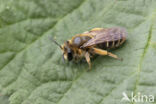 Bremzandbij (Andrena ovatula)