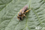 Bremzandbij (Andrena ovatula)