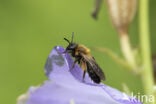 Tweekleurige zandbij (Andrena bicolor)