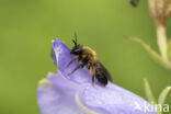 Tweekleurige zandbij (Andrena bicolor)