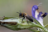 Tweekleurige zandbij (Andrena bicolor)