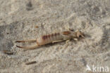 Striped Earwig (Labidura riparia)