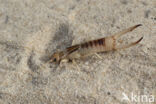 Striped Earwig (Labidura riparia)