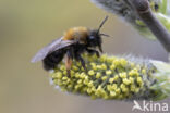 Zwart-rosse zandbij (Andrena clarkella)