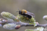 Zwart-rosse zandbij (Andrena clarkella)