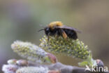 Zwart-rosse zandbij (Andrena clarkella)