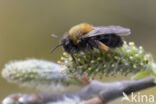 Zwart-rosse zandbij (Andrena clarkella)