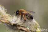 Zwartbronzen zandbij (Andrena nigroaenea)