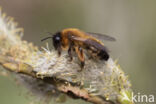 mining bee (Andrena nigroaenea)