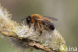 Zwartbronzen zandbij (Andrena nigroaenea)