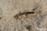 Striped Earwig (Labidura riparia)