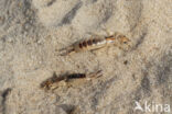 Striped Earwig (Labidura riparia)