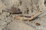 Striped Earwig (Labidura riparia)