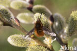 gewone wolzwever (bombylius major)