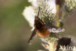 gewone wolzwever (bombylius major)