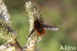 gewone wolzwever (bombylius major)