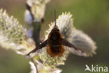 gewone wolzwever (bombylius major)