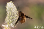 gewone wolzwever (bombylius major)