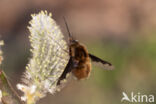 gewone wolzwever (bombylius major)